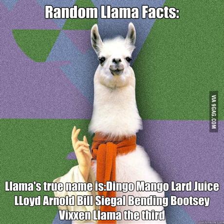 happy llama sad llama|happy llama sad llama meme.